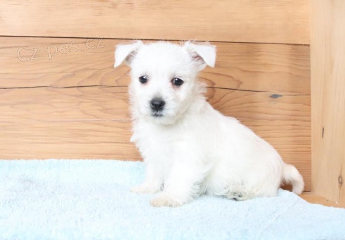 tata West Highland White Terrier k dispozici 