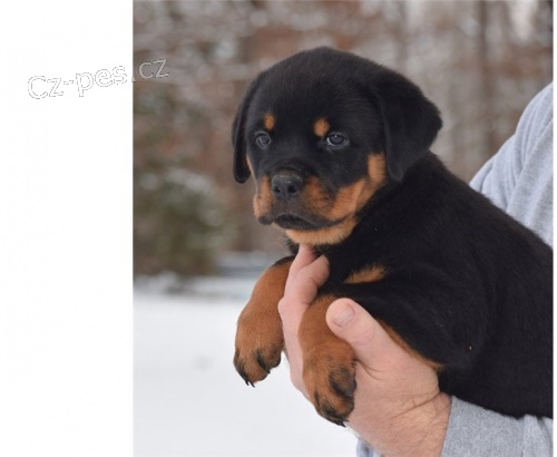 12 týdnů staré Rottweiler štěňata připravená