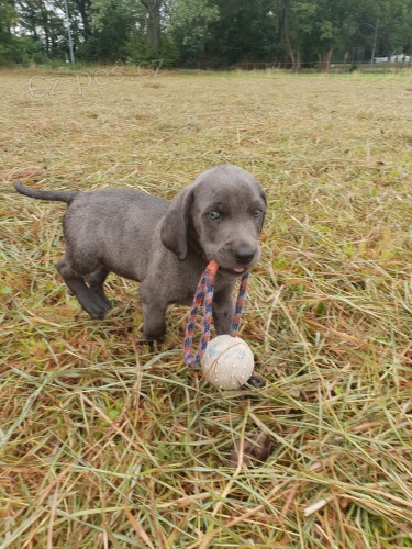 Weimaraner (Whippet) tata k dispozici