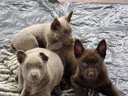 australská kelpie štěňata k adopci