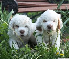 přátelská štěňata clumber spaniel k adopci