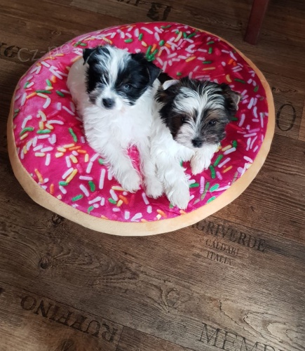 bílý Jorkšírský teriér hledat štěňata nových domovů k adopci.