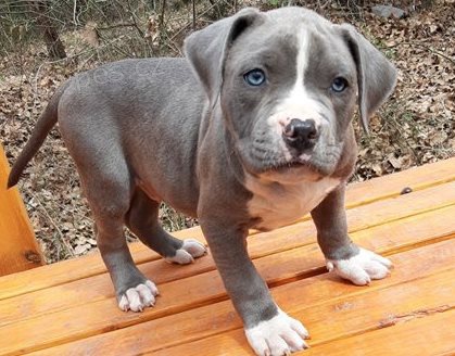 tata americkho Pitbull terira k adopci