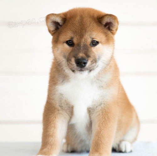 krásná shiba inu k adopci