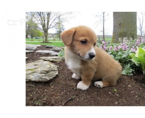 5* Pembroke welsh Corgi Puppies