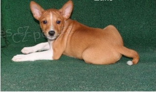 12 tdn star tata basenji