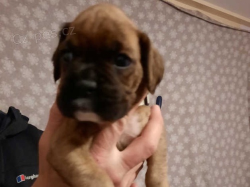Roztomilý boxer štěňata