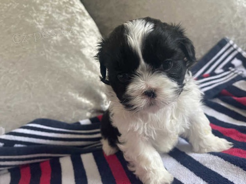 Rozkon tata shih tzu