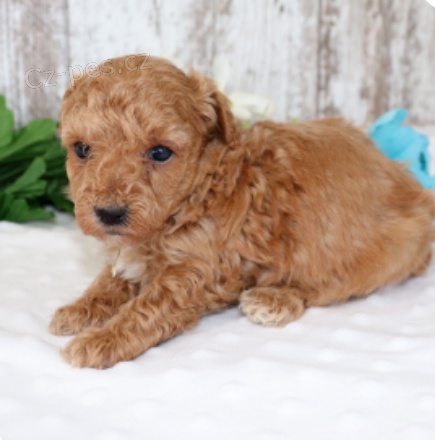 krásná štěňátka motýlího pudla k adopci