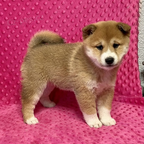 Rozkon tata shiba inu na prodej