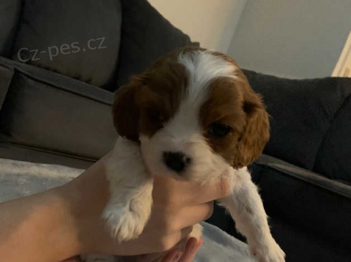 Krásně označená štěňata Cavalier King Charles spaniel