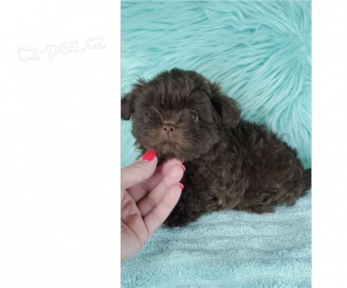 istokrevn ern shih tzu tata