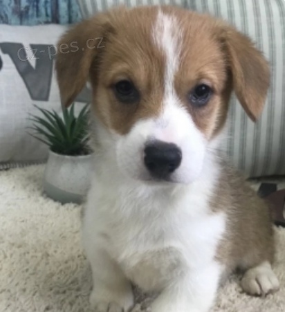 krásné štěně pembroke welsh corgi na prodej