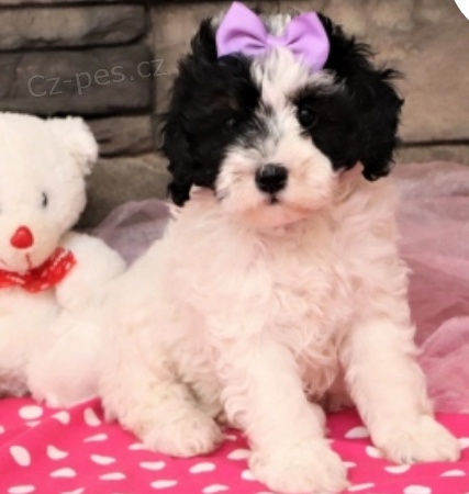 krsn ttka crolina bernedoodle k adopci