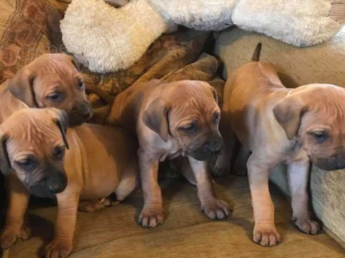 Rhodesian ridgeback štěňata