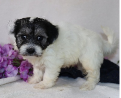 Krsn tata Coton de Tulear k adopci