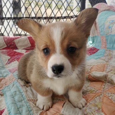 Krsn tata Welsh Corgi k adopci