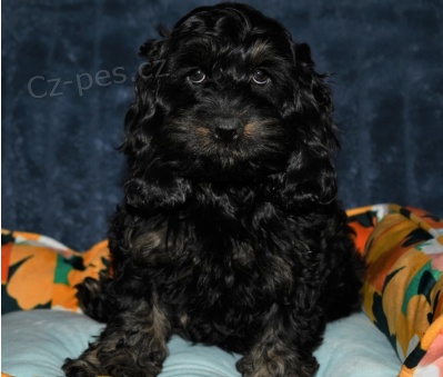 Krsn tata Cockapoo k adopci