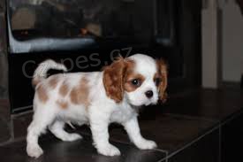 K dispozici štěňata Cavalier King Charles Spaniel