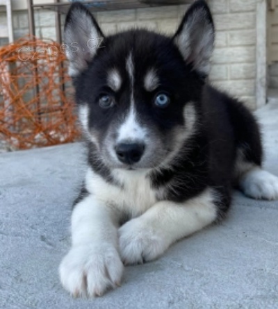 krsn dan siberain husky k adopci