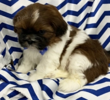 krásná štěňata shih tzu k adopci