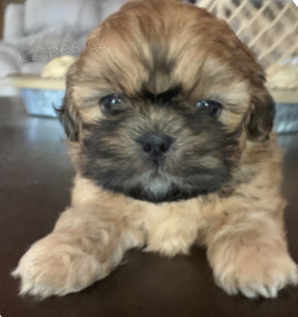 krsn ttka shih tzu pro adopci