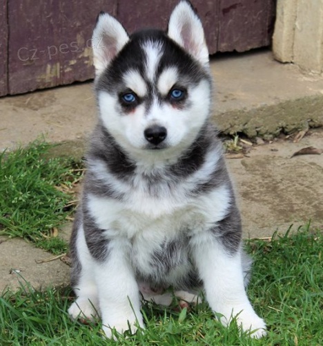 Vzcn ttka Pomsky pro krsn domov.