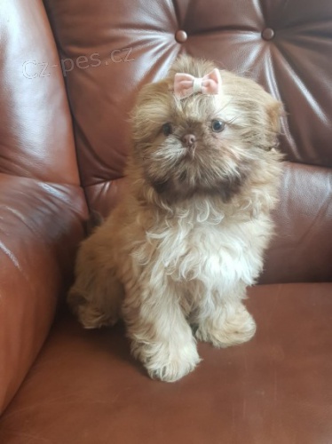 tata ShihTzu