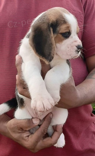 rozkon tata beagle
