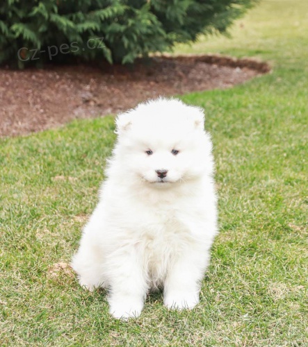 Milujc tata Samojed k adopci