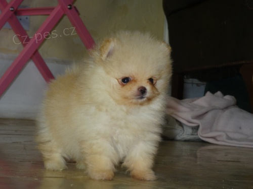 Pomeranian ŠTĚŇATA na prodej. 