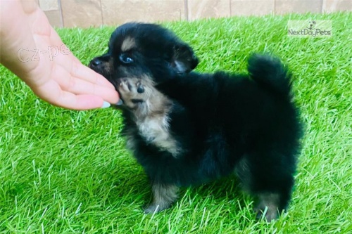 pomeranian stenata