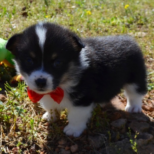 na prodej okovan a oderven tata Pembroke Welsh Corgi.