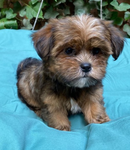 tata shih tzu