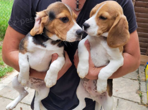 štěňata beagle