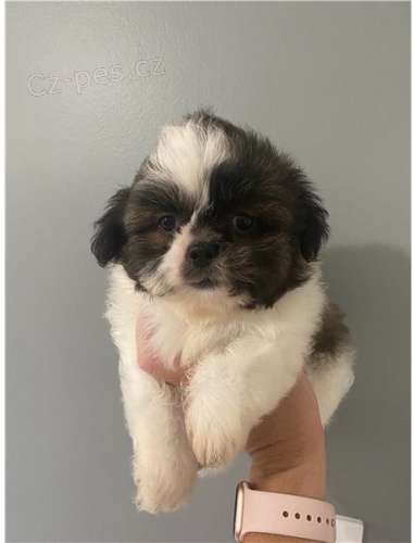 tata shih tzu