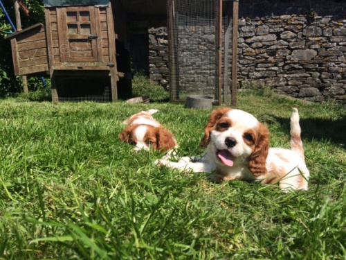 štěňata Cavalier king charles