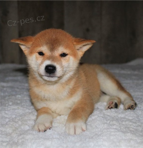 tata shiba inu