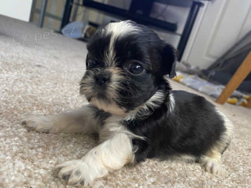 tata shih tzu