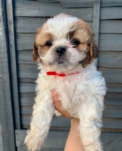 3 měsíce štěňata Shih Tzu