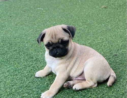 Kvalitní štěňata Mops