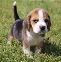 vynikajc tata Beagle ..