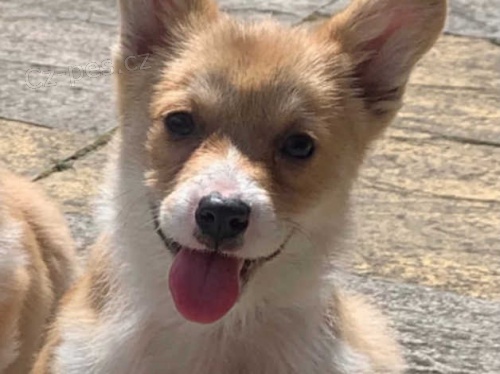 Rozkon tata Pembrokeshire Corgi