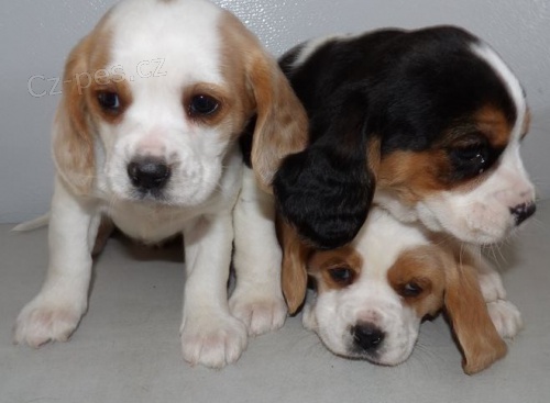 Krásná štěňátka Beagle Harrier k dispozici