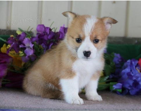 Štěňata Welsh Corgi Pembroke jsou připravena k adopci