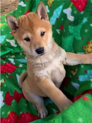 tata shiba inu