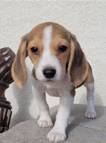 Rozkon tata beagle star 12 tdn