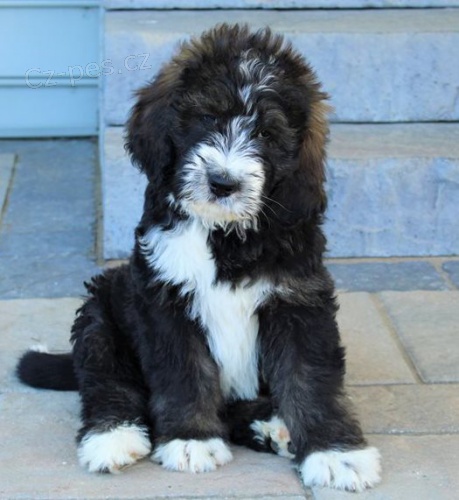 Krásná štěňátka Bernedoodle k dispozici