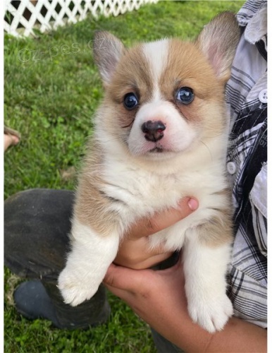 tata Pembroke Welsh Corgi