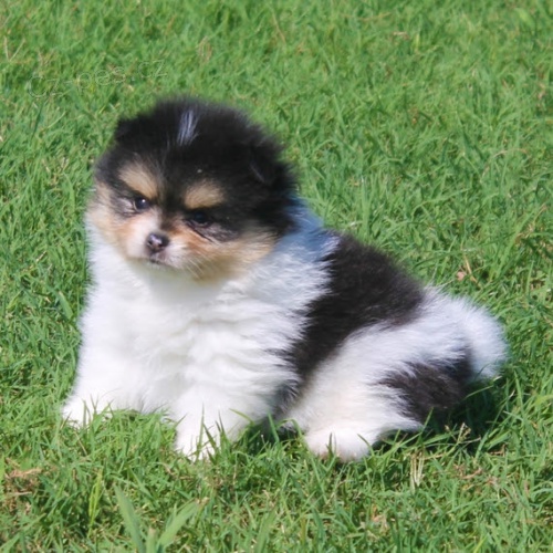 mini pomeranská